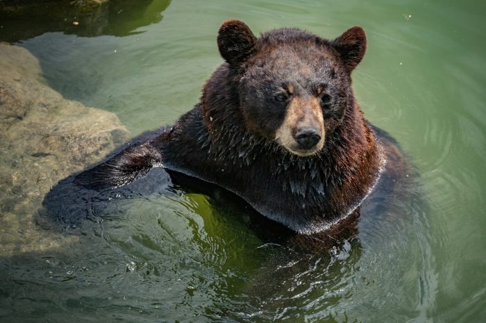 Les meilleurs endroits pour observer des ours grizzlis ?