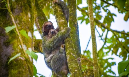 Excursion en Amazonie