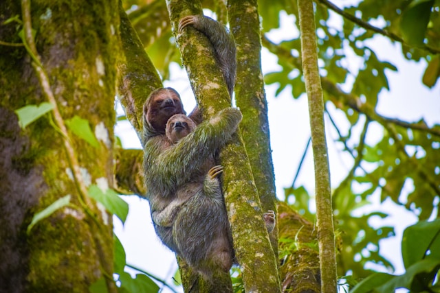 Excursion en Amazonie : rencontres sauvages