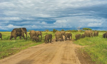 Safari en famille