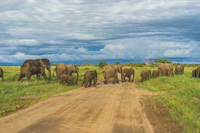 Les meilleures destinations pour un safari en famille