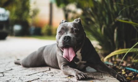 posséder un chien