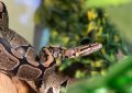 reptiles fascinants