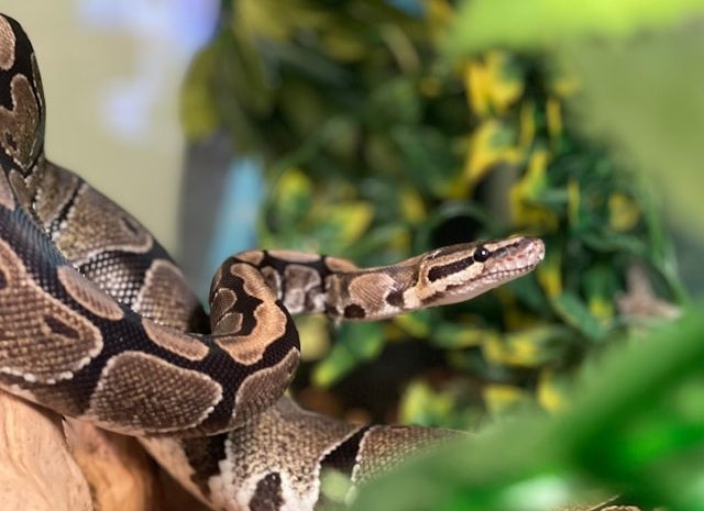 Découvrez le top 5 des reptiles fascinants à élever