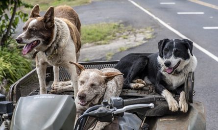 chiens et promenades