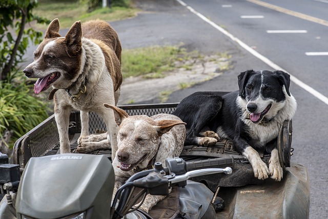 Pourquoi les chiens adorent les promenades : une exploration des raisons