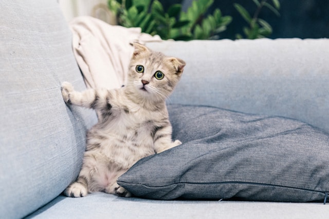 Les signes de stress chez les animaux et leurs solutions pour les apaiser