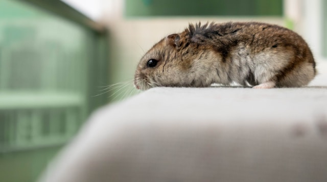 Comment assurer le bien-être de votre hamster : conseils pratiques et essentiels