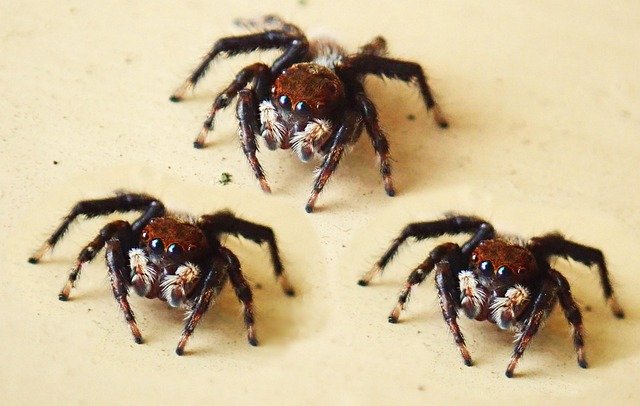 araignées de compagnie