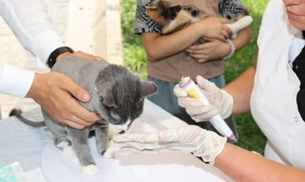 Santé des animaux de ferme : alimentation, soins et détox animaux