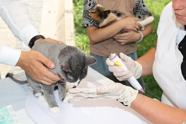 Santé des animaux de ferme : alimentation, soins et détox animaux